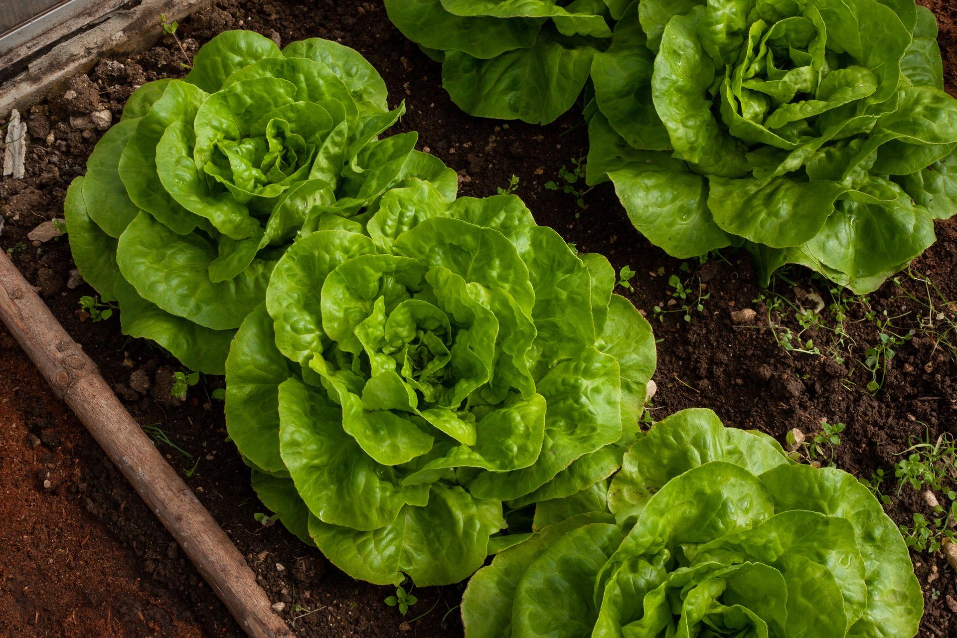 Image of Lettuce plants growing in a raised bed in the shade