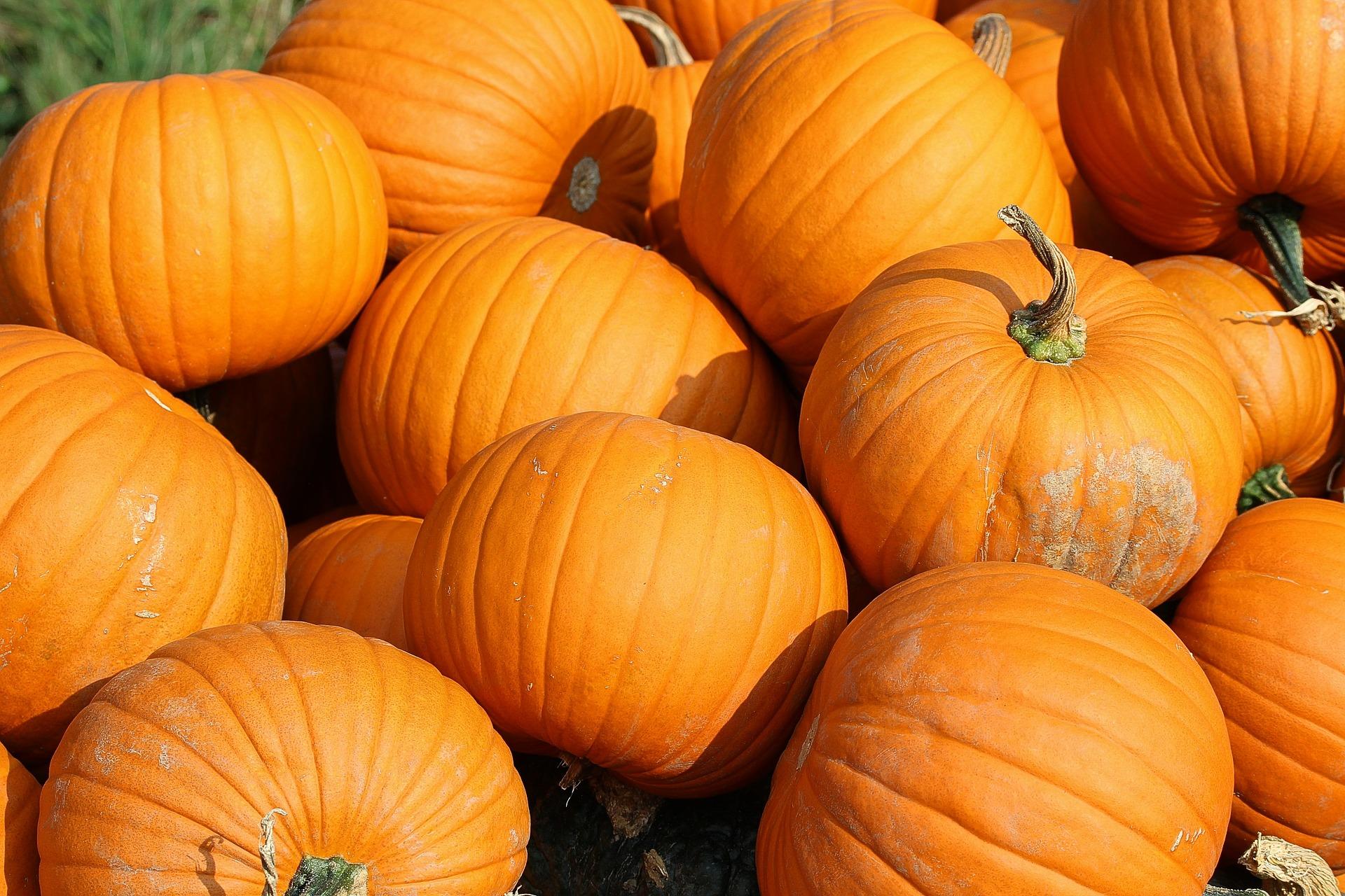 Pumpkins | University of Maryland Extension