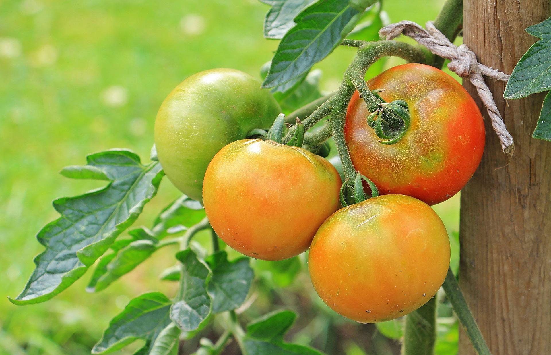 how to grow tomato tree