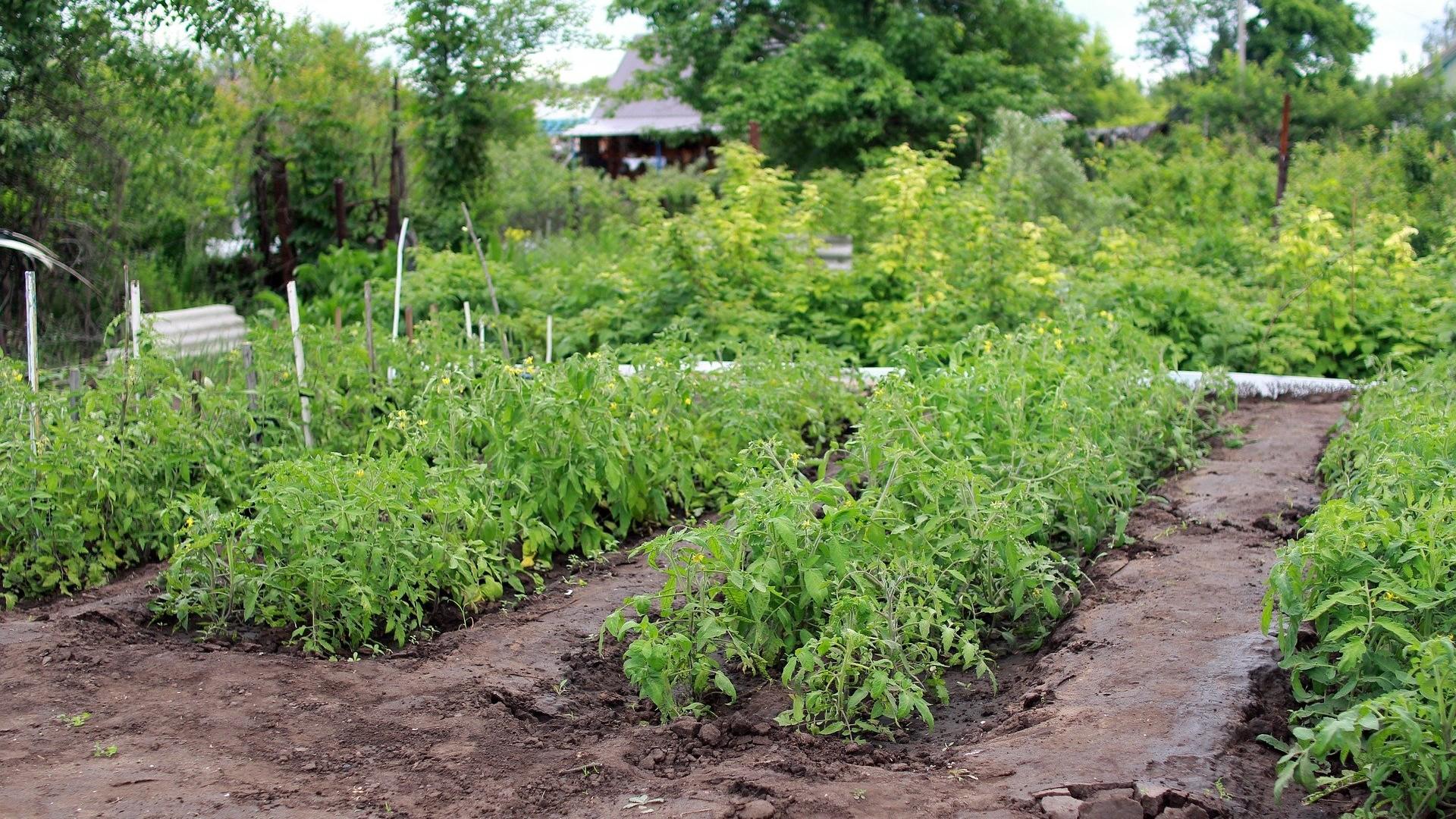 tomatoes growing in an in-ground garden