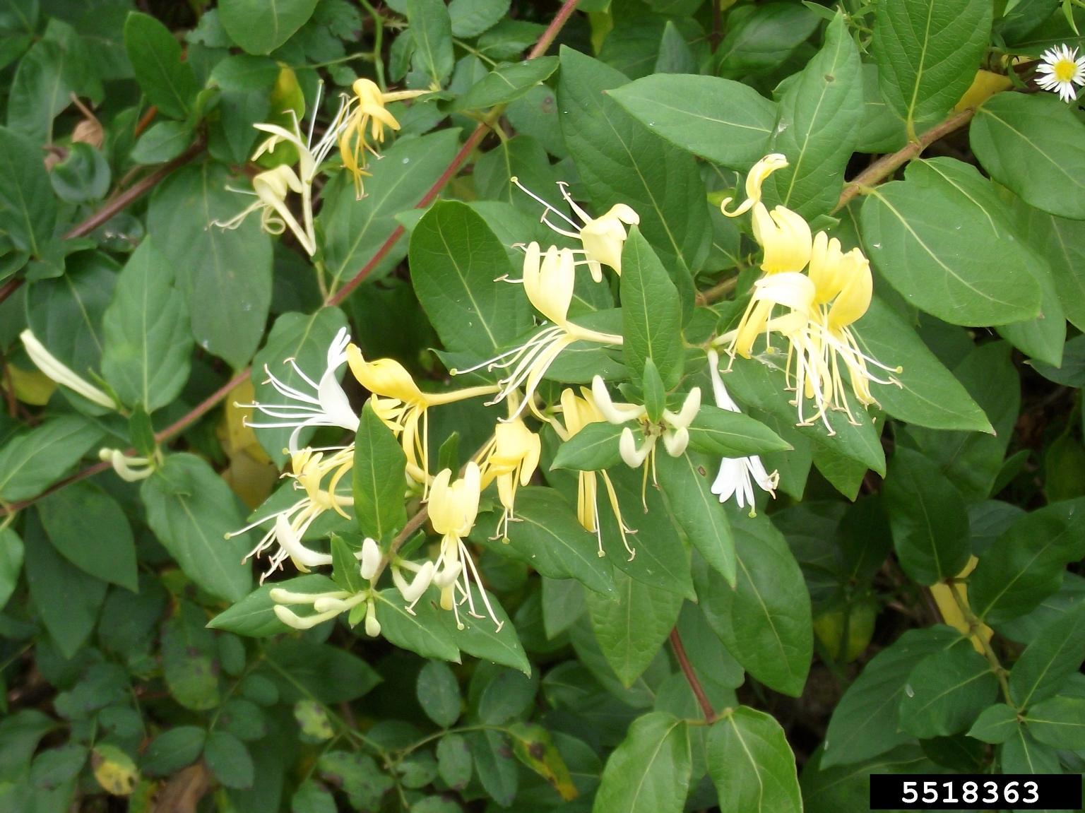 Invasive Japanese honeysuckle with white and creamy yellow flowers