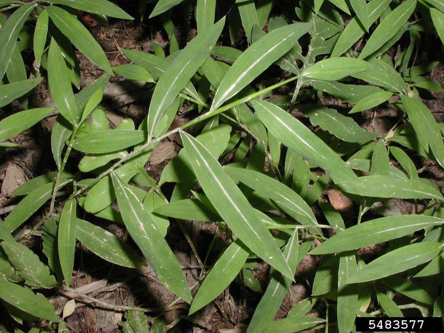 Details of Japanese stiltgrass with white line down the center of leaf blades