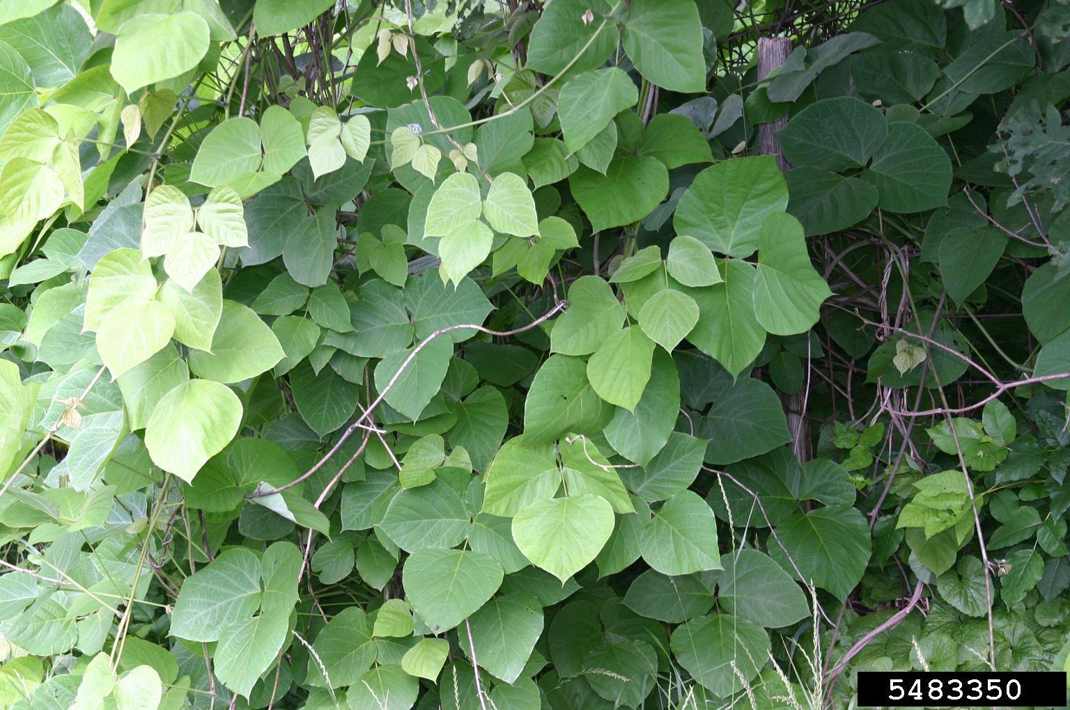 kudzu vines covering other plants