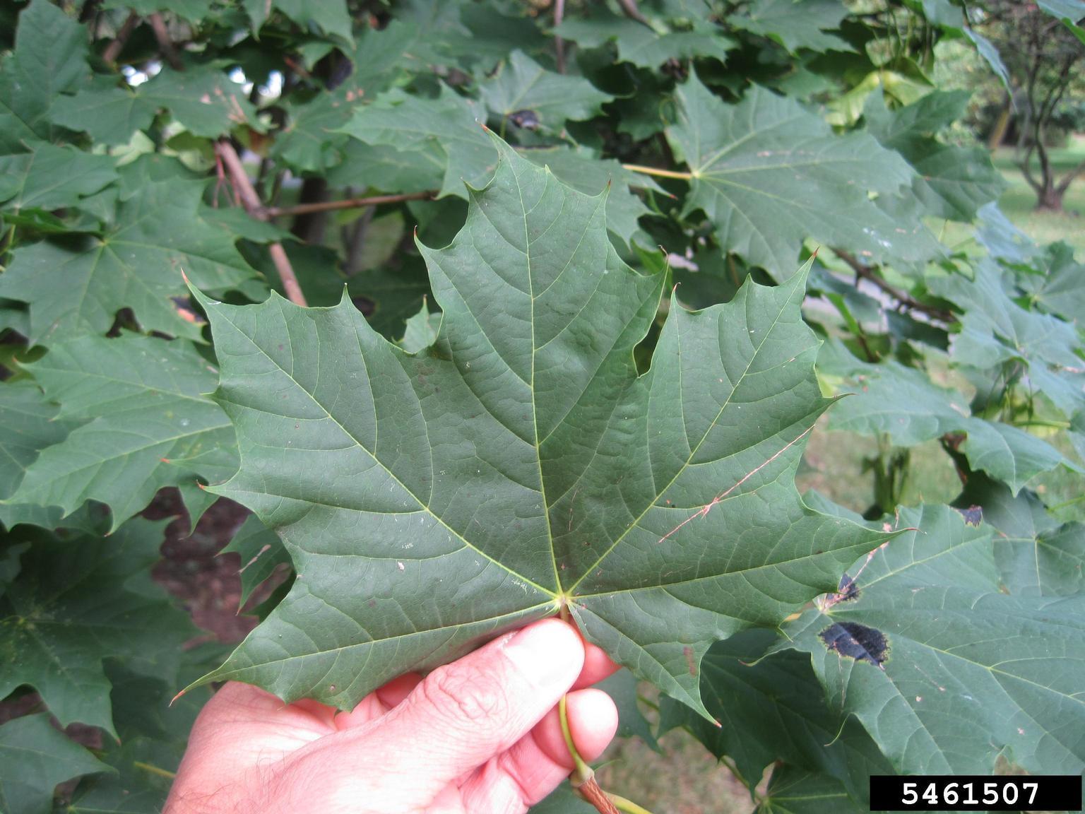 invasive Norway maple leaf