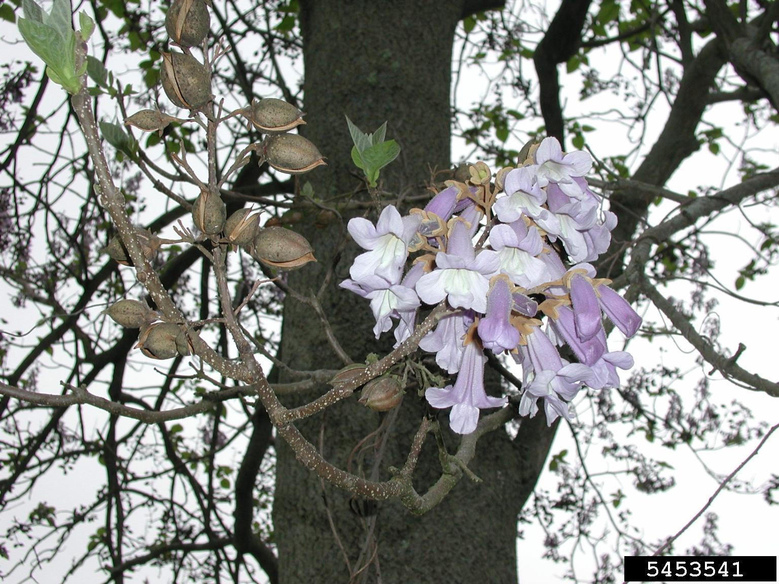 invasive paulownia tomentosa tree with lavender flowers