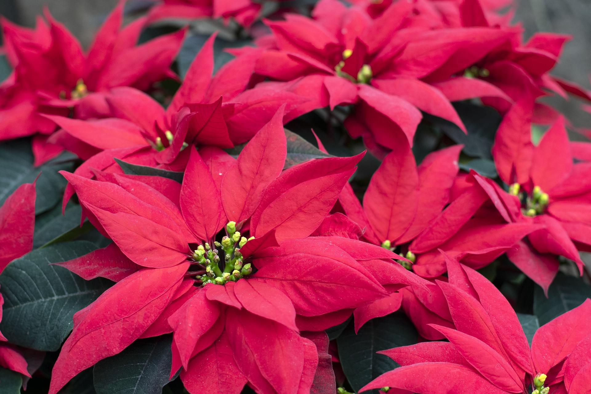 red poinsettia plants