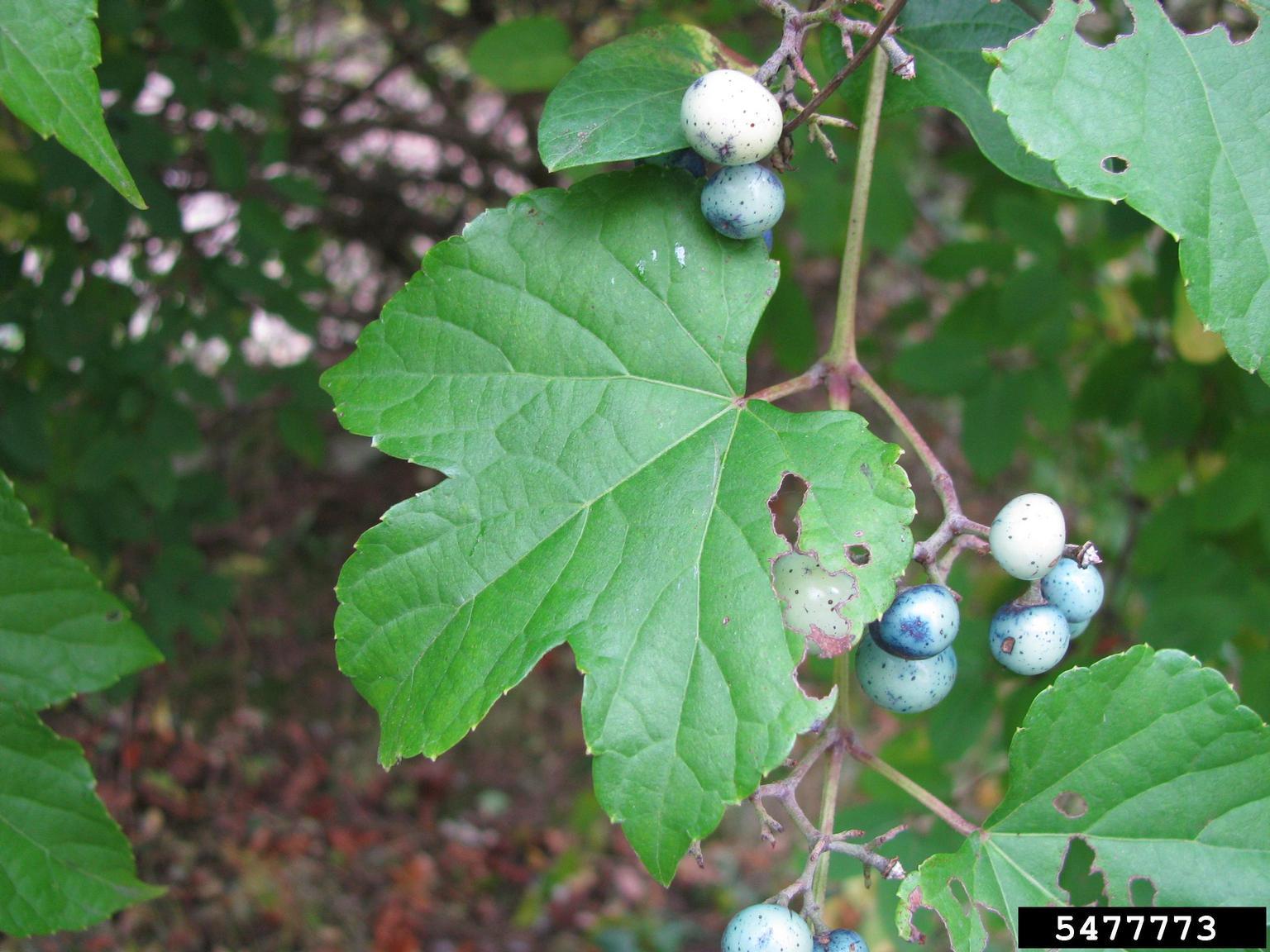 invasive porcelainberry vines and foliage with blue berries