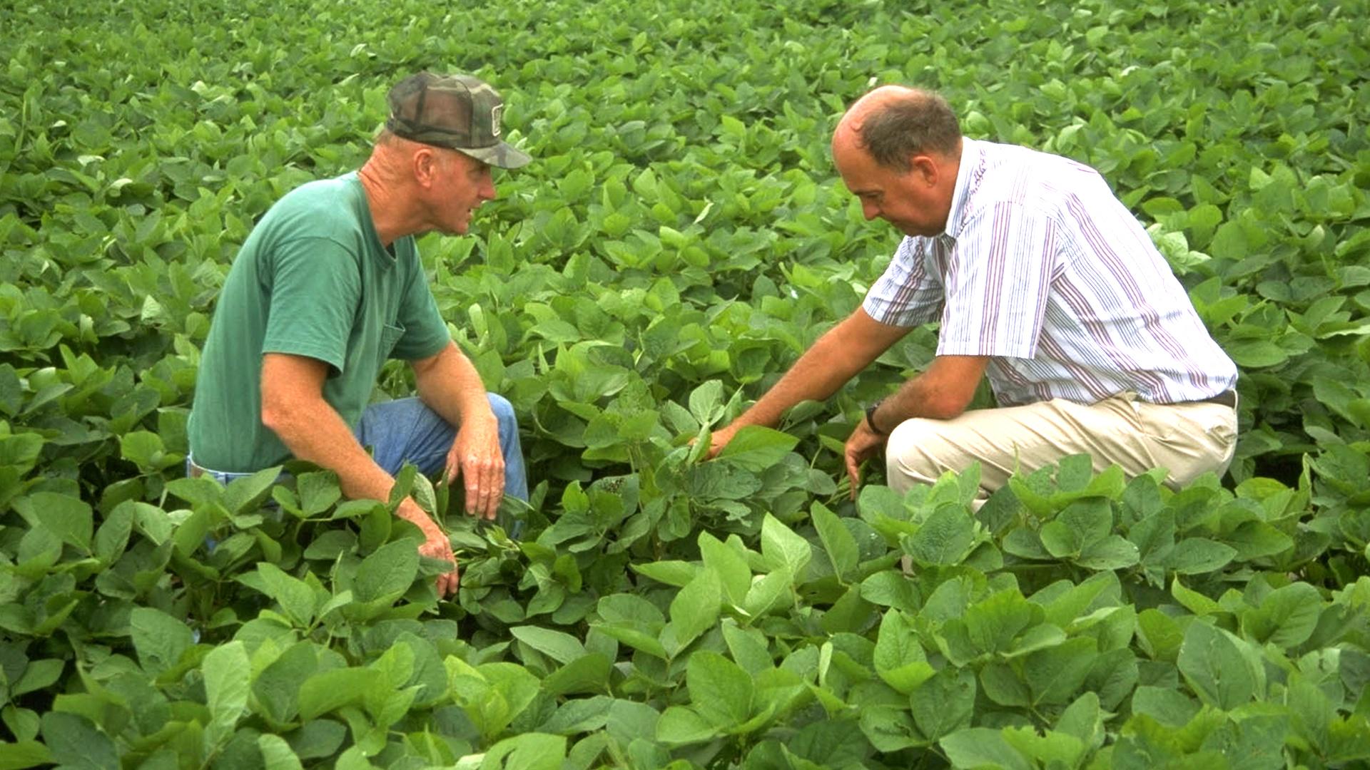 Two farmers kneeling in a green soybean crop field