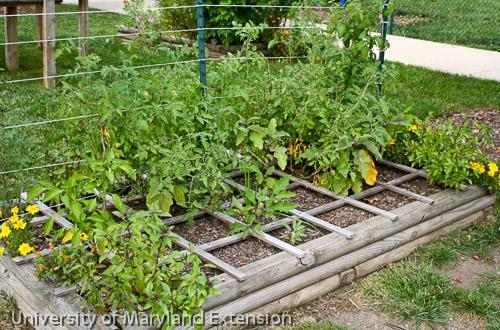 Square foot garden built with wood