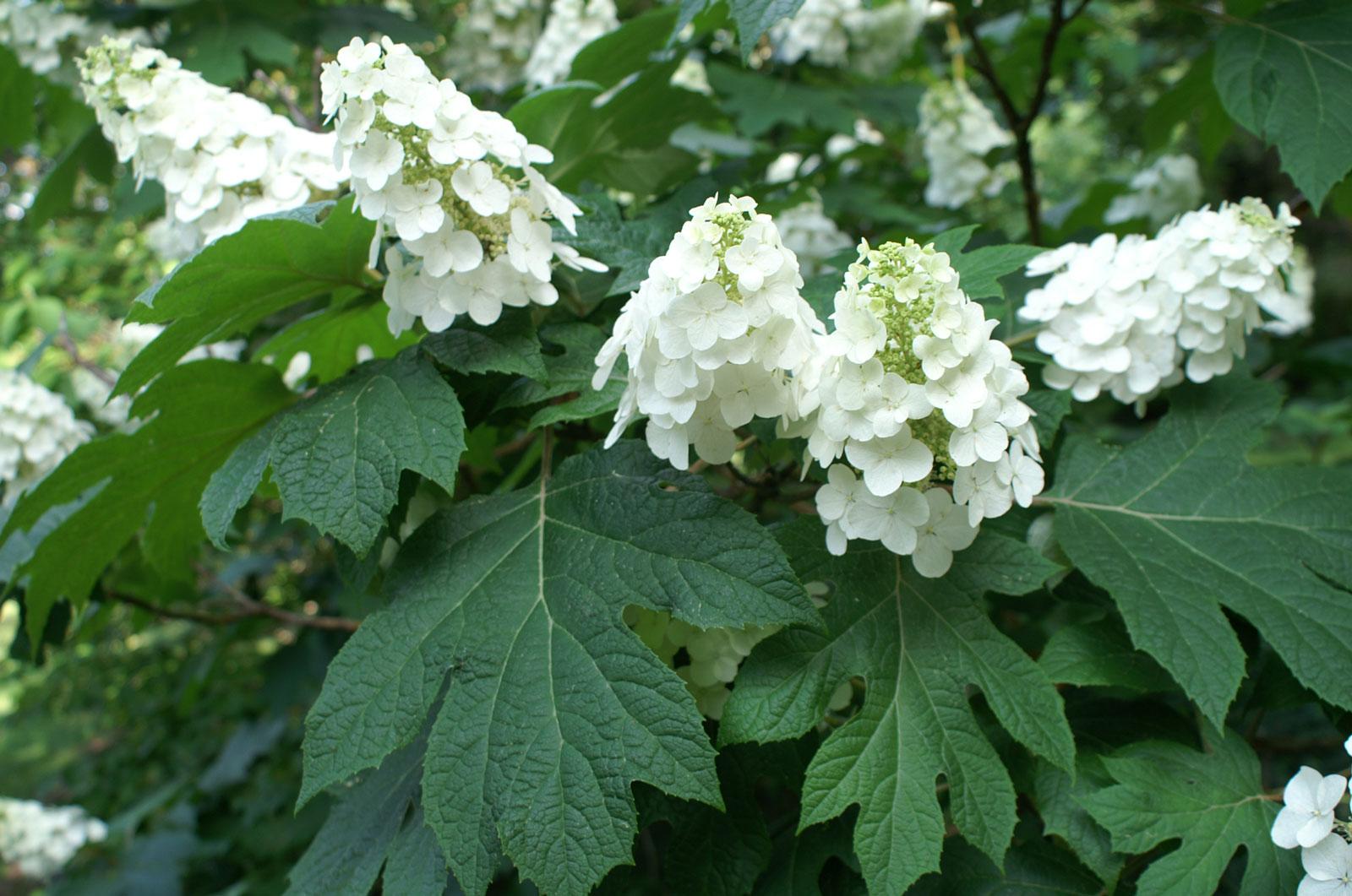 How to Prolong the Life of Hydrangeas — Kay's Flower School