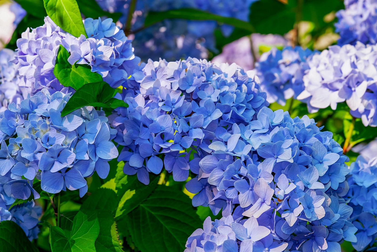 Image of Group of trailing hydrangeas in bloom