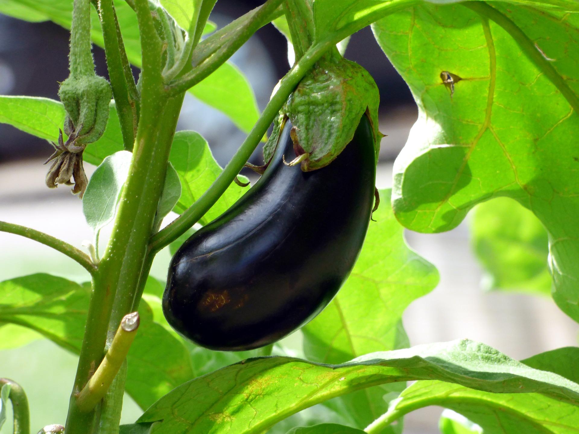 Growing Eggplant in a Home Garden | University of Maryland Extension