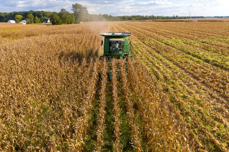 Corn harvest Dorchester County