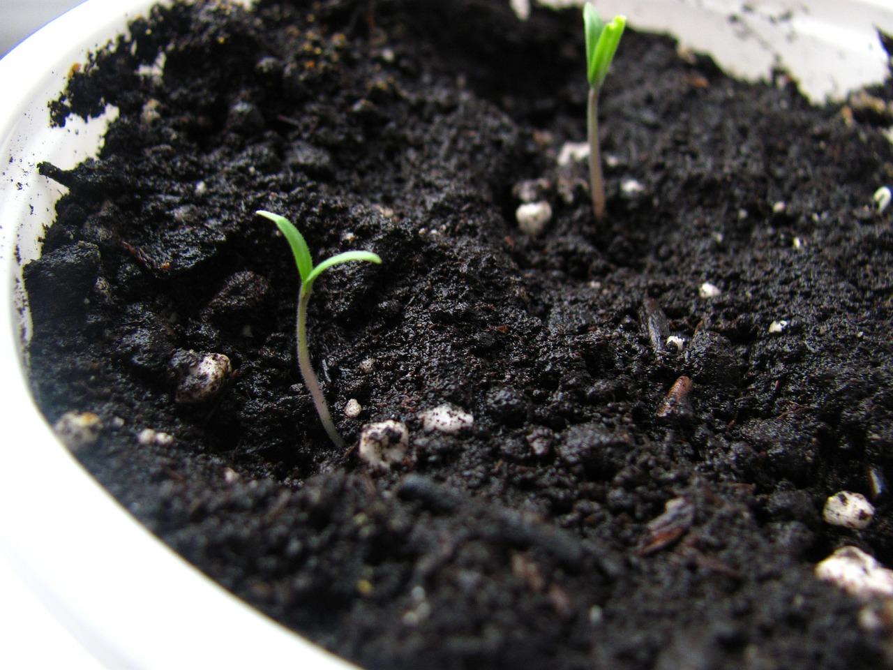 Seedlings in pot of soil