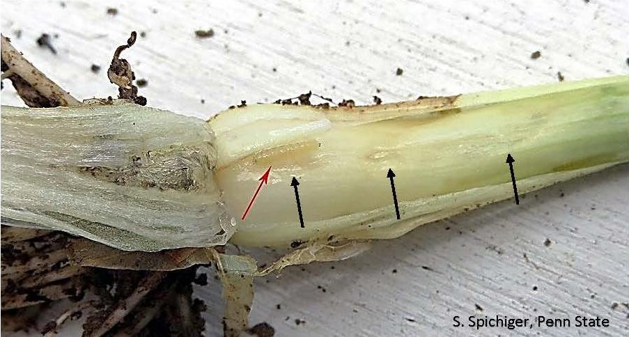 Characteristic Allium leaf miner marks on onion leaf