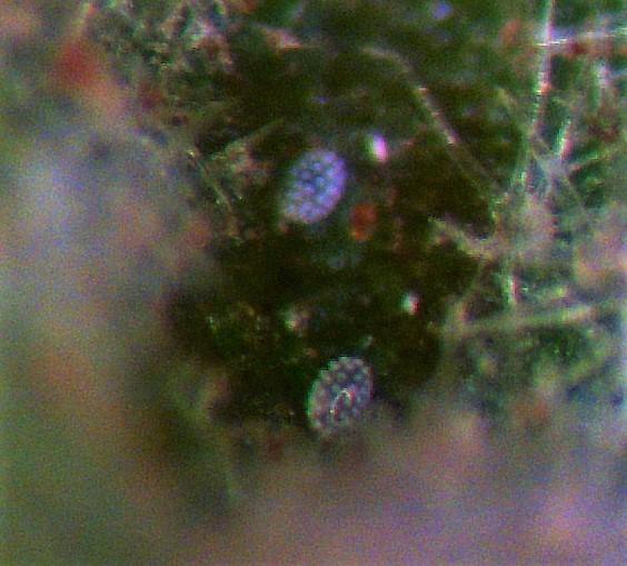 Broad mite eggs with their distinctive white dots 