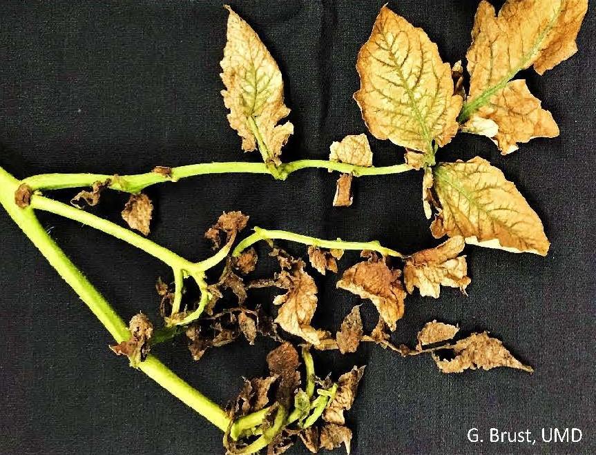 Broad mite feeding causing bronzing of leaves--leaving green veins