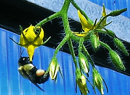 Bumblebee visiting tomato flower