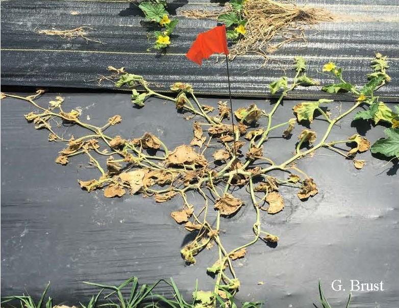 Cantaloupe plant killed by bacterial wilt infection