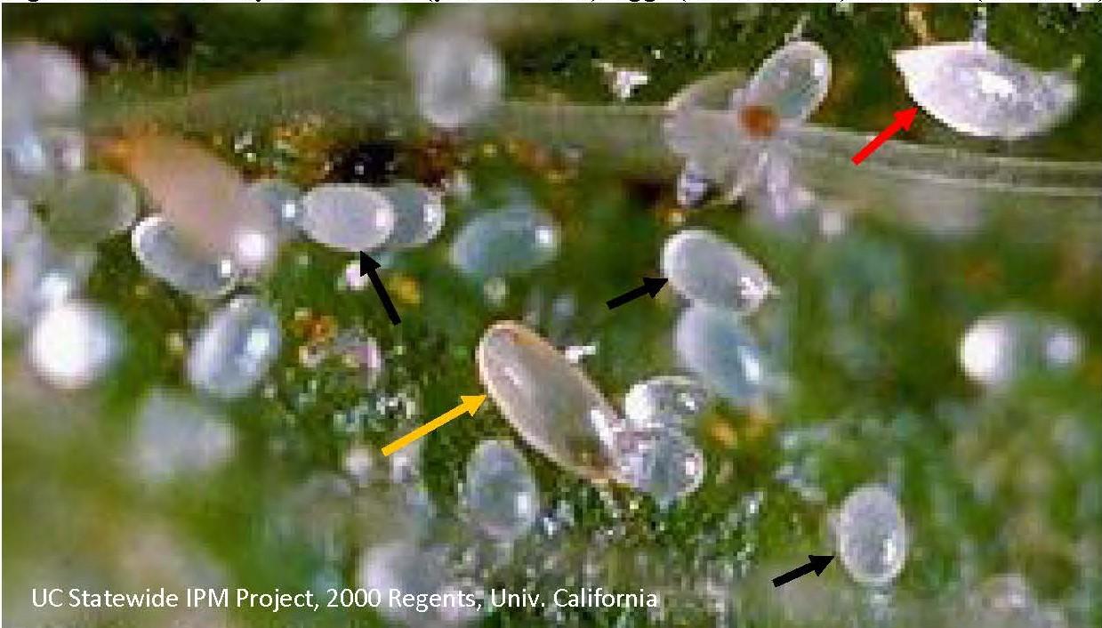 Adult female cyclamen mite, eggs and larva 