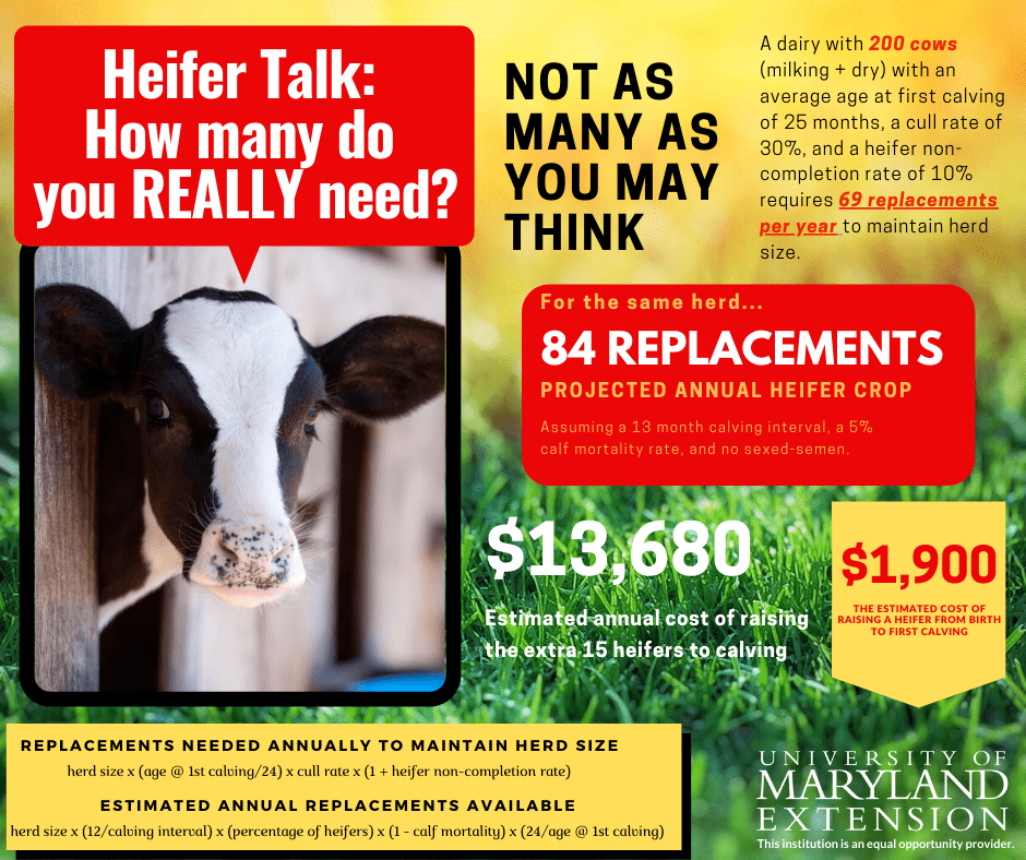 Managing Heifer Inventory on the Dairy (Infographic)