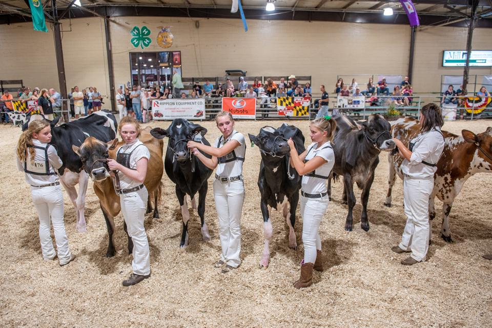 Youth with dairy cattle at the Maryland State Fair