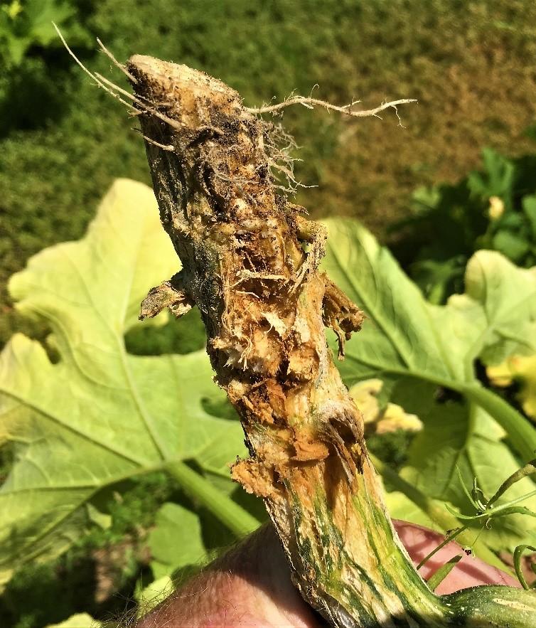 Damage to the base of pumpkin plant from squash vine borer