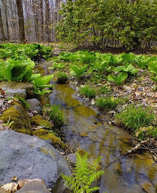 spring -fed stream with skunk cabbage leaves