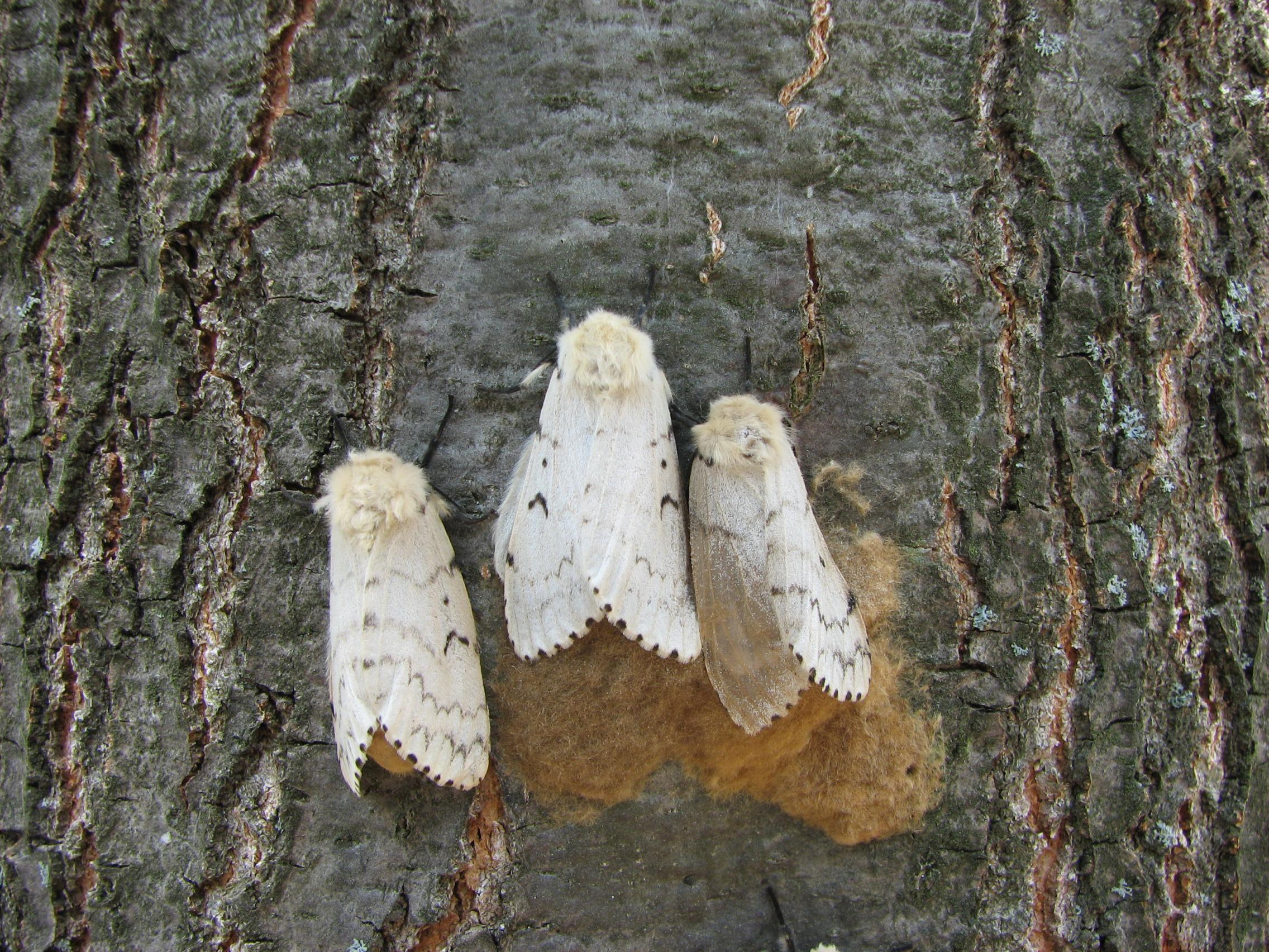Gypsy Moths