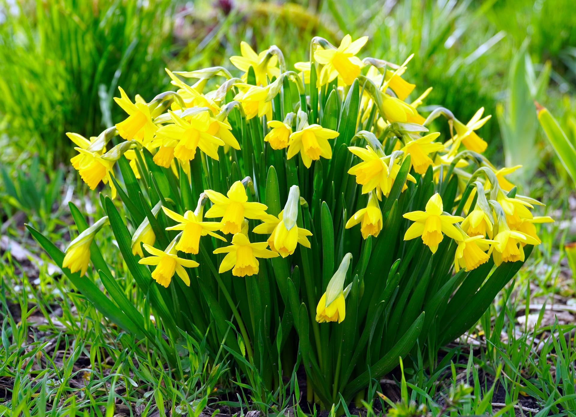 blooming daffodils