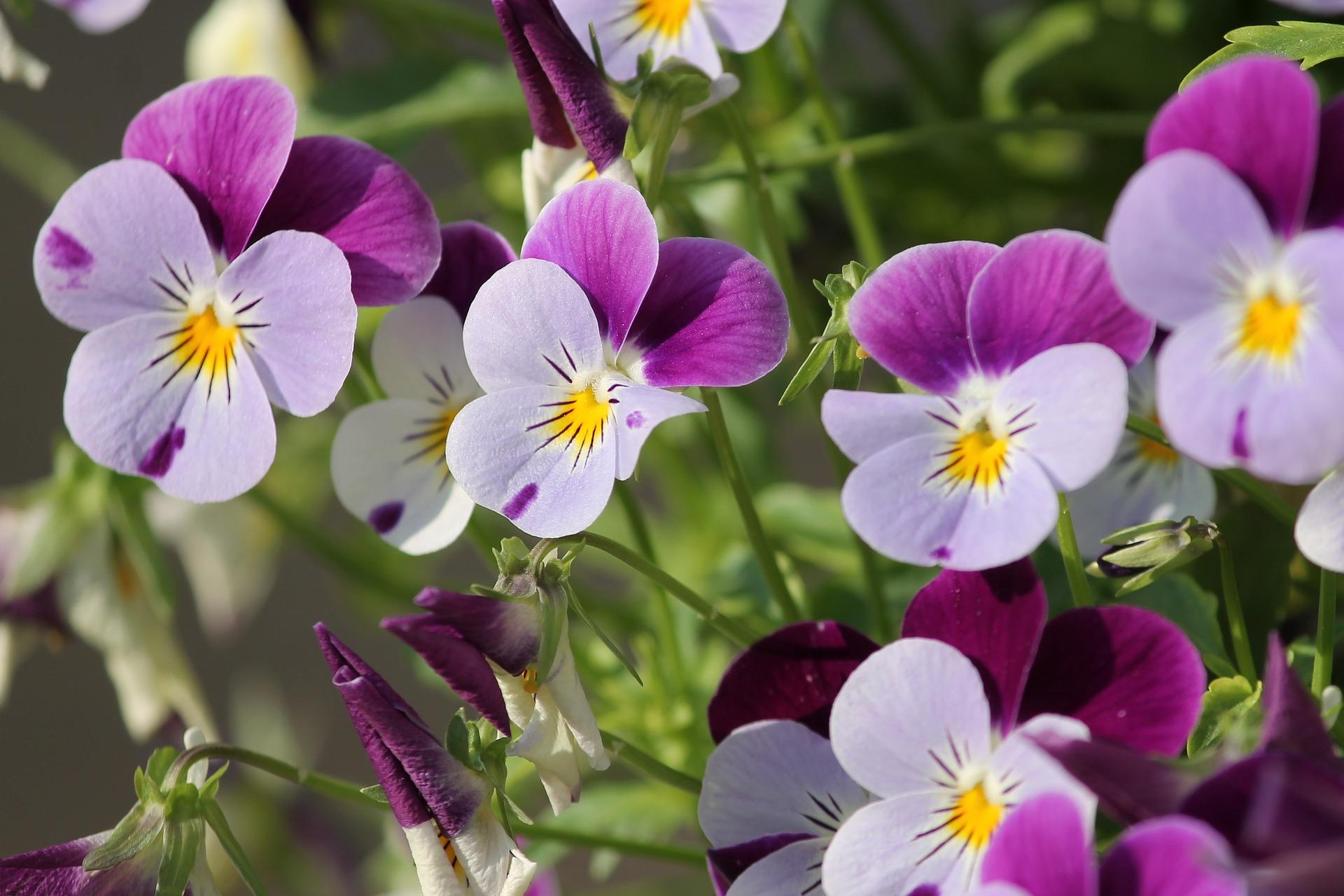 pansy flowers in bloom