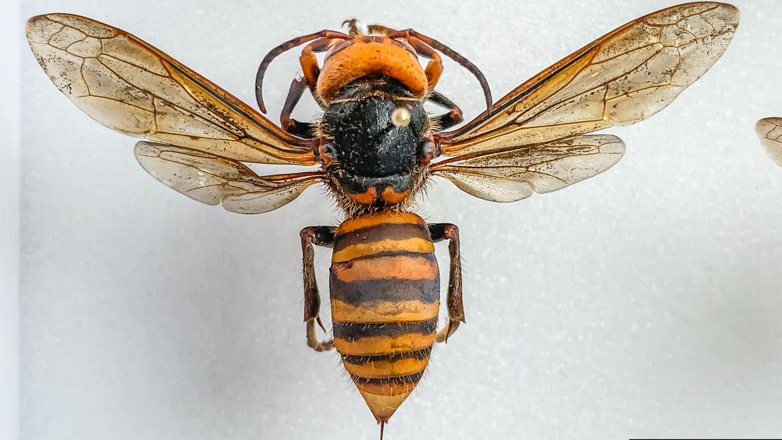 Asian giant hornet pinned sample