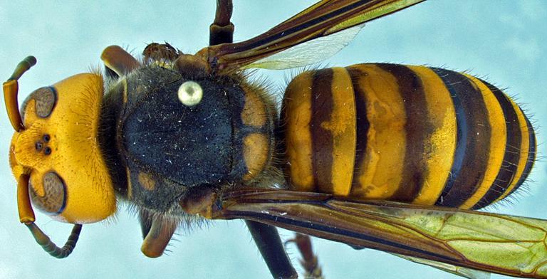 Asian giant hornet top view