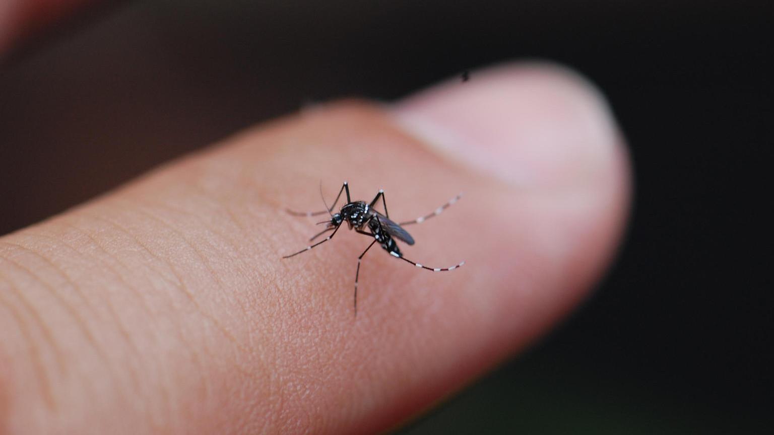 Beyond the Bite: Mosquitoes, Ticks, and Disease | The National  Environmental Education Foundation (NEEF)