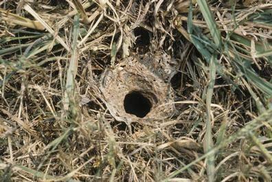 Eastern yellowjacket ground nest hole