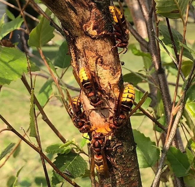 European hornets chewing bark off a tree