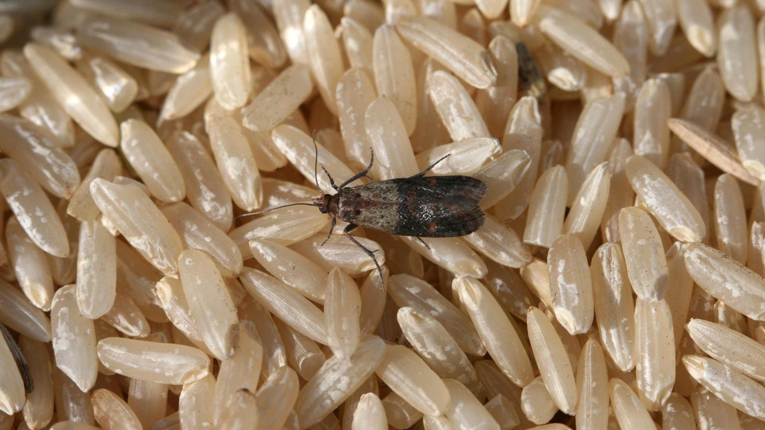 Identifying Common Household Insect Pests | University of Maryland ...