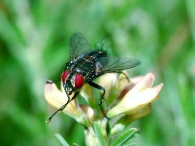 tachinid fly