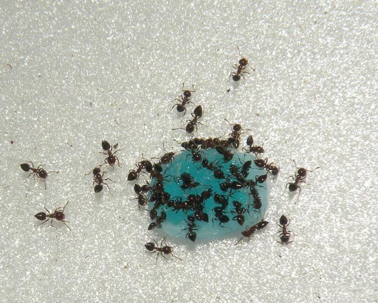 acrobat ants feeding on bait