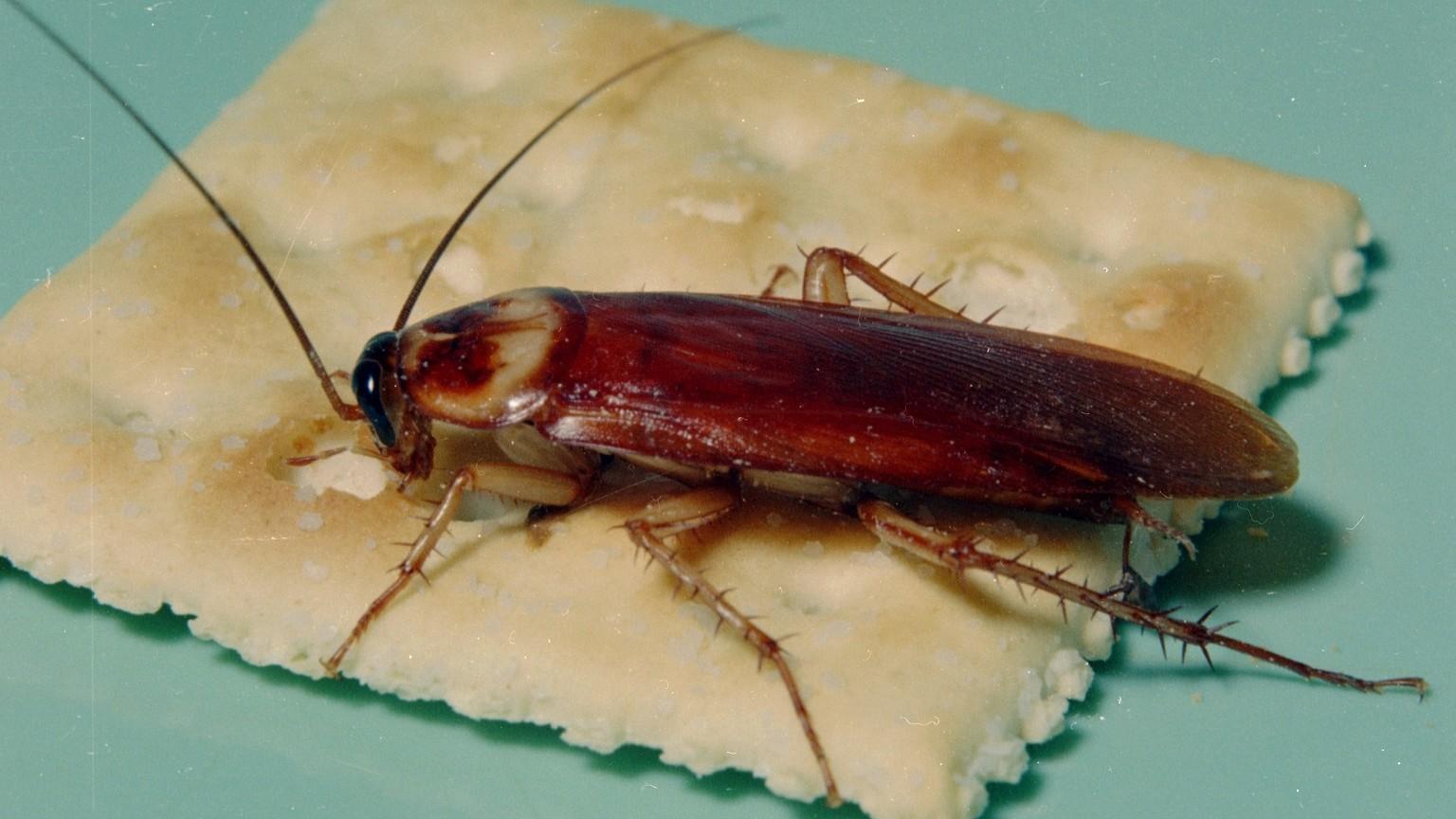American cockroach sitting on a cracker