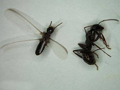 ant and termite comparison