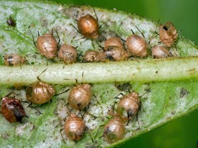 aphid mummies