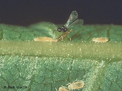 parasitoid wasp laying an egg 