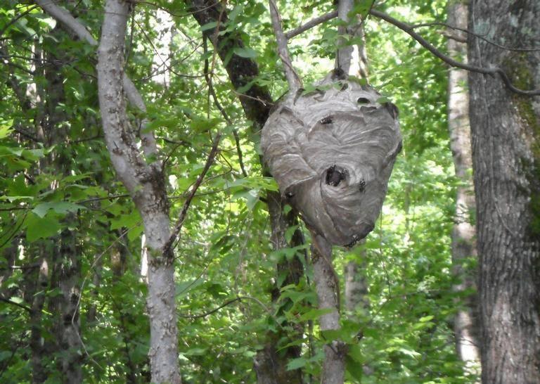 baldfaced hornet nest