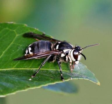 baldfaced hornet side view