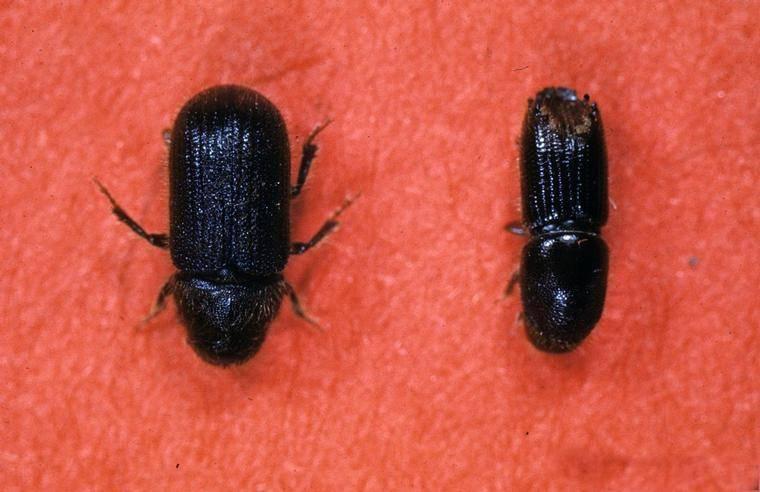 two bark beetles
