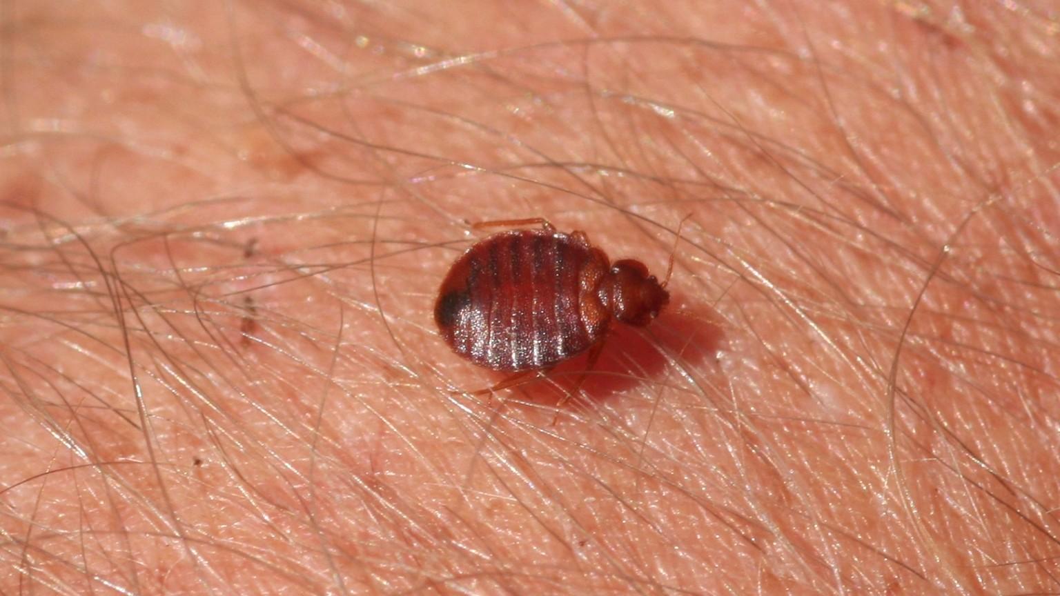 what does bed bugs look like