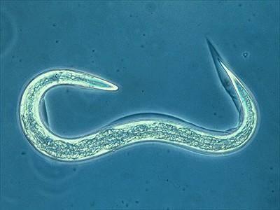 beneficial nematode
