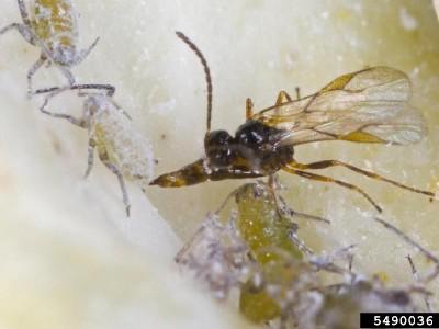 braconid wasp laying an egg in a cabbage aphid