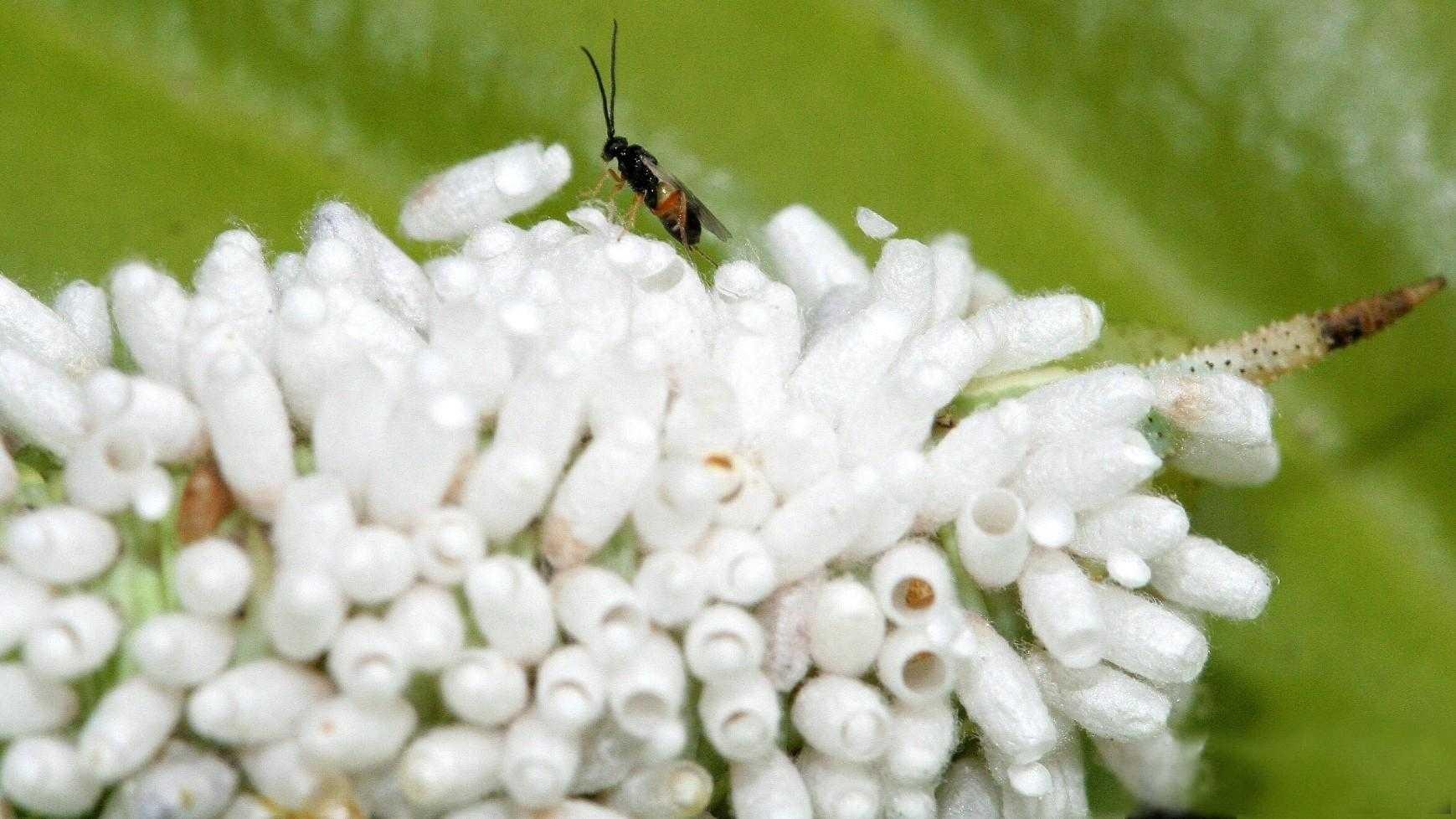 braconid wasp adult and cocoons